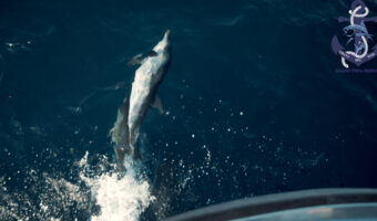 Hunting for tuna in Spain