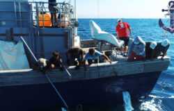 Fishing bluefin tuna in the open sea