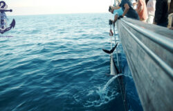 Commercial sea fishing