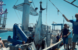 Fishing for tuna in the open sea