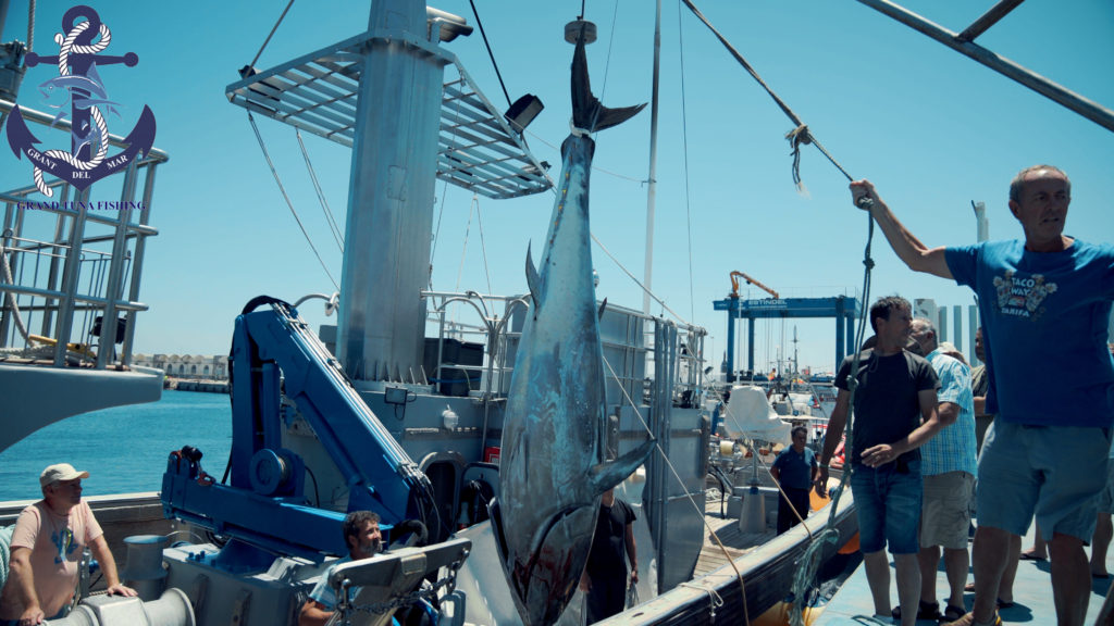 Fishing for bluefish tuna