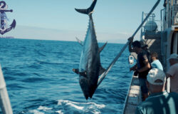 Fishing for tuna, tours