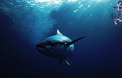 Сезон охоты на тунца