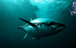 Охота на тунца
