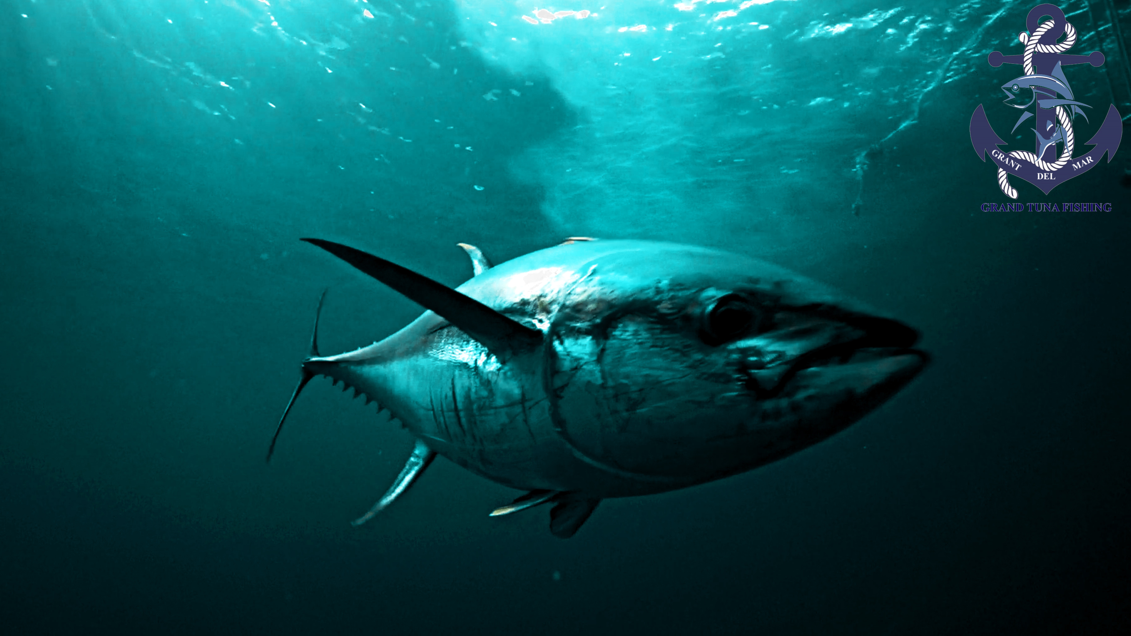 Дикий тунец 12. Каспийское море тунец. Атлантический океан обыкновенный тунец. Желтопёрый тунец. Тихоокеанский голубой тунец.