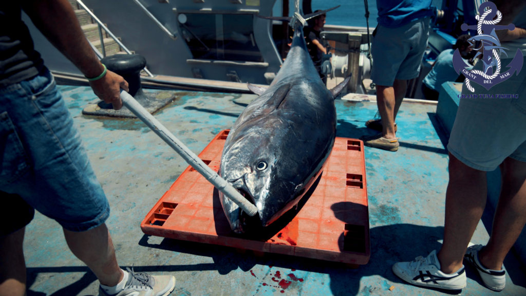 Ловля тунца в Средиземном море - Рыбалка и ловля тунца в море