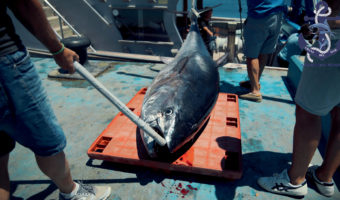 Tuna fishing season